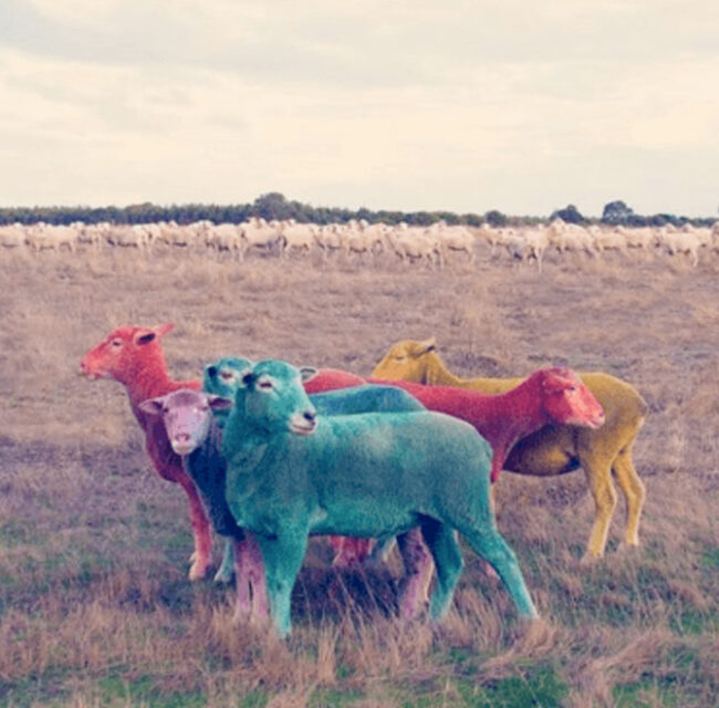 greycell-custome-swag